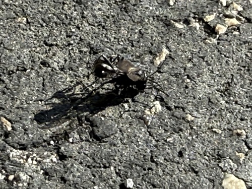 iNaturalist observation photo of Bees and Apoid Wasps