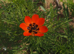 Adonis aestivalis