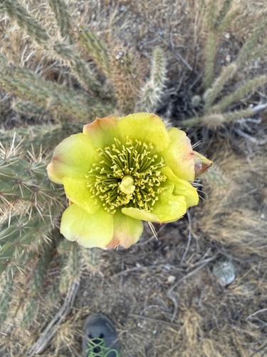 iNaturalist observation photo of Gander's cholla