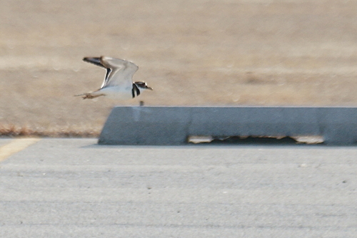 Killdeer photographed in Illinois
