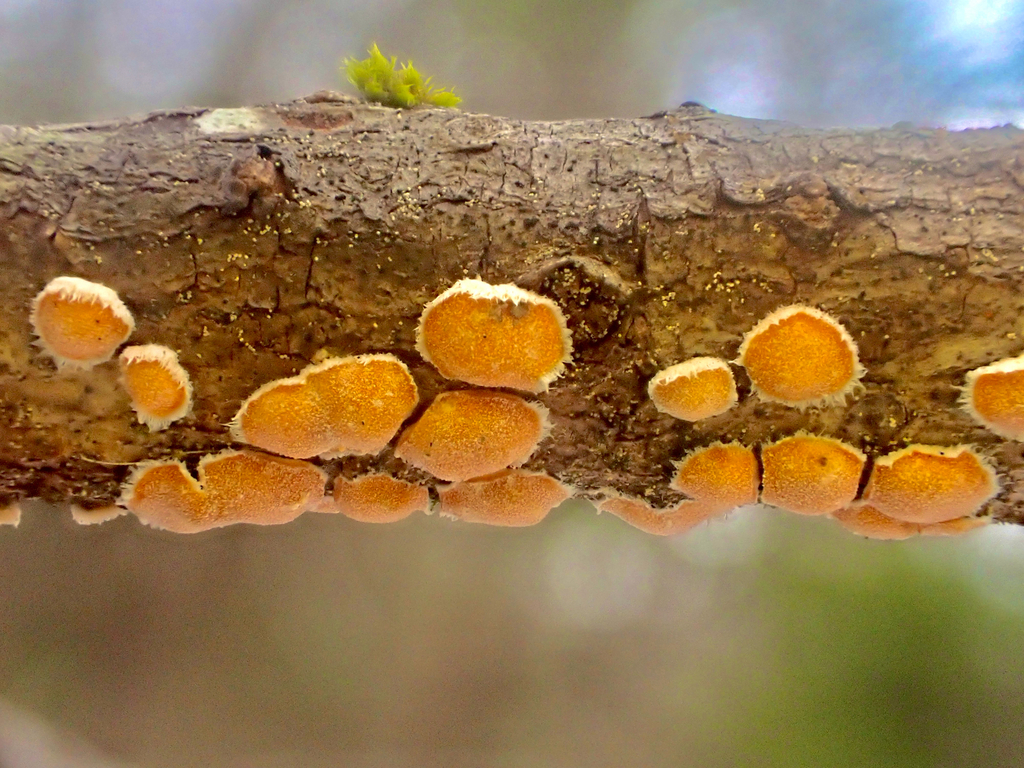 Aleurodiscus amorphus