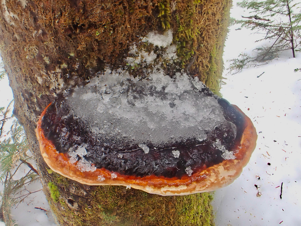 Fomitopsis mounceae · March 2026 · photo: © mythical_mold (iNaturalist, cc-by)