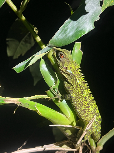 O'Shaughnessy's Dwarf Iguana, Enyalioides oshaughnessyi