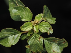 Amarante Pourpre (Amaranthus blitum)
