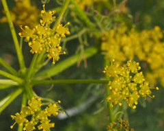 Prangos ferulacea