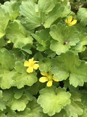 Waldsteinia fragarioides