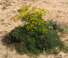Prangos ferulacea