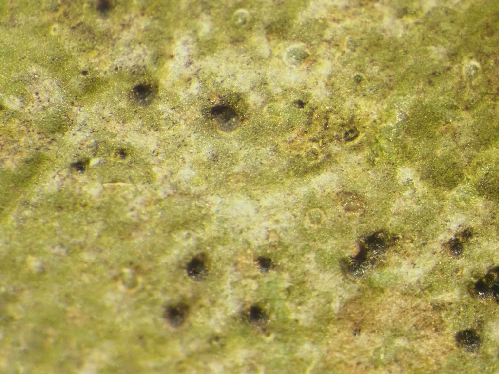 Pseudosagedia thaxteri