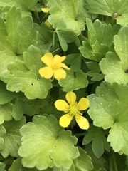 Waldsteinia fragarioides