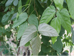 Mucuna mutisiana