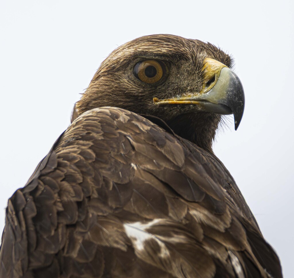 Aigle Royal