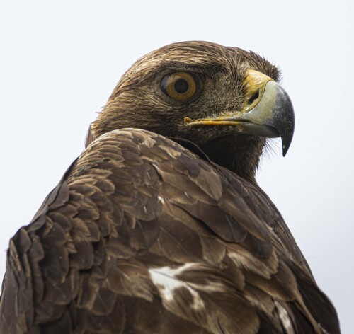 Eagle