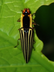 Semiotus exsolutus