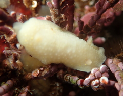 Cadlina
