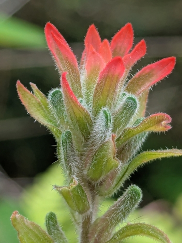 Field Paintbrush (Castilleja arvensis)