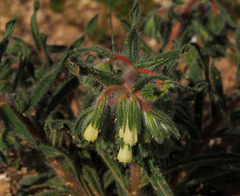 Onosma echinata