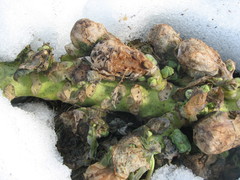 Brassica oleracea gemmifera