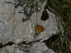 Coenonympha dorus