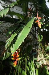 Heliconia rostrata