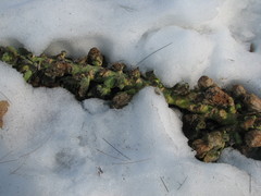 Brassica oleracea gemmifera