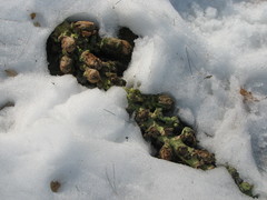 Brassica oleracea gemmifera