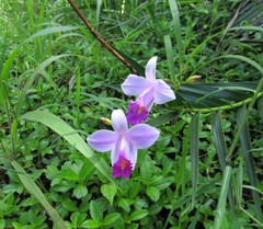 Arundina graminifolia