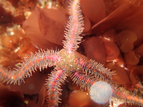 Western Spiny Brittle Star, photo 10 of 10