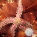 Western Spiny Brittle Star - Photo (c) passiflora4, some rights reserved (CC BY-NC), uploaded by passiflora4