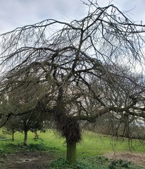 Ulmus glabra camperdownii