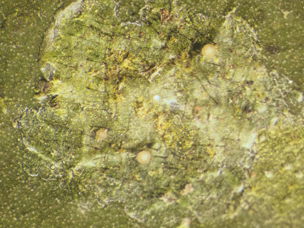 Tricharia vainioi