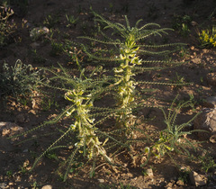 Astragalus aleppicus