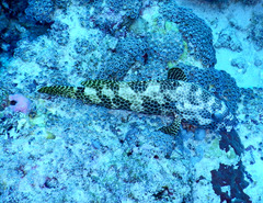 Epinephelus spilotoceps