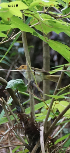 Rufous-faced Warbler