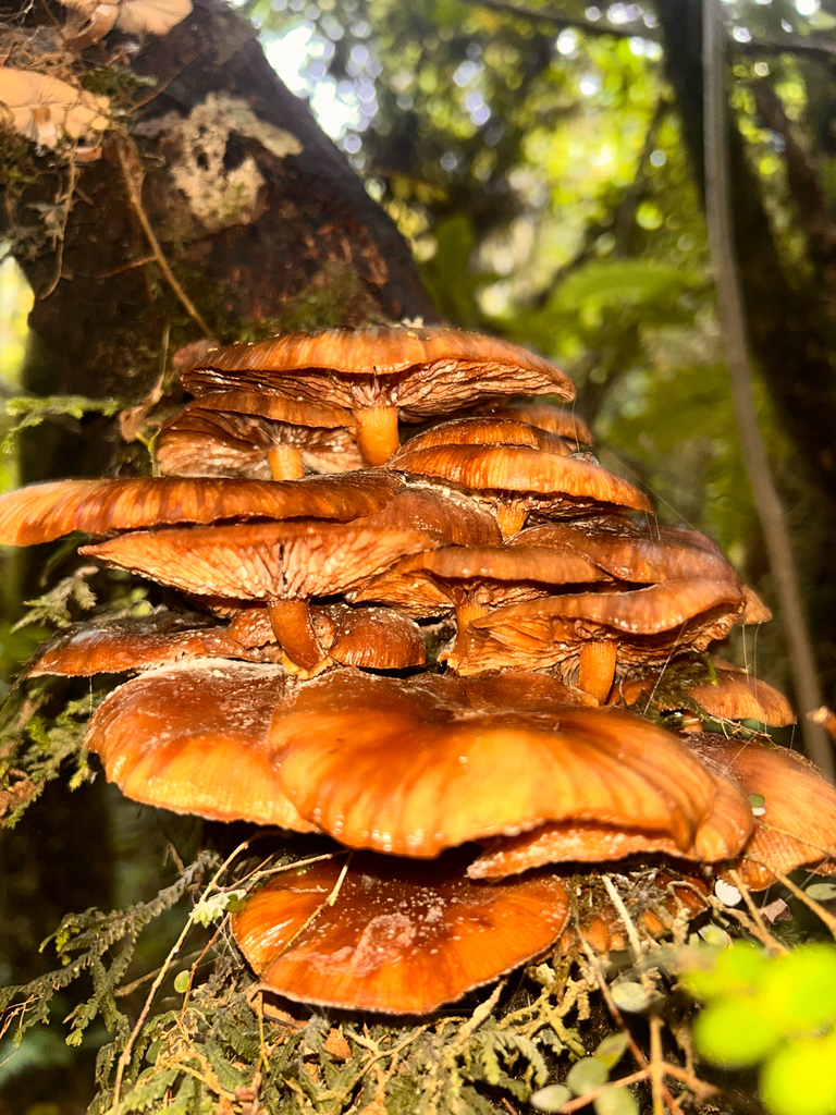 Armillaria novae-zelandiae · March 2026 · photo: © naomipw (iNaturalist, cc-by)