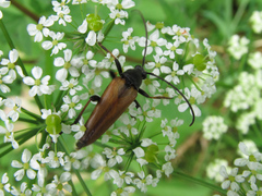 Pedostrangalia pubescens