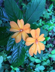 (c) bukoba_steve, some rights reserved (CC BY) Impatiens platypetala, photograph (c) bukoba_steve, some rights reserved (CC BY)