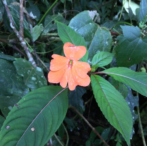 Broad-petaled Balsam (Impatiens platypetala)