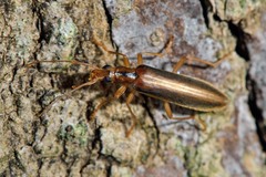 Thelyphassa lineata