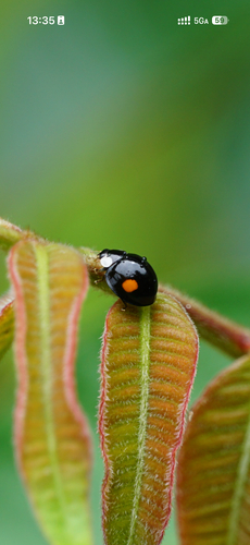 Coelophora saucia