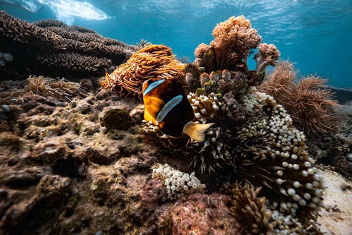 Amphiprion clarkii