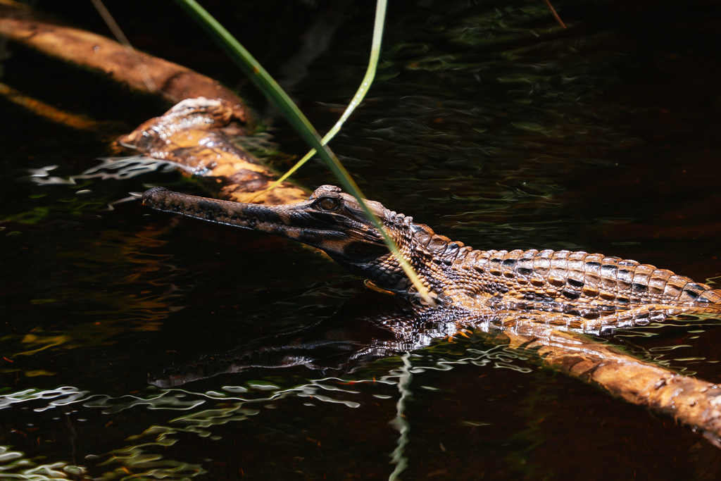 Buaya Sepit (Tomistoma schlegelii)