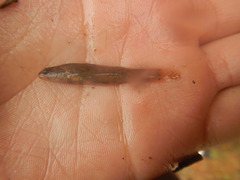 Etheostoma gracile