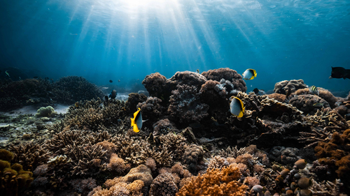 Chaetodon melannotus