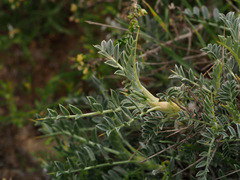 Astragalus bethlehemiticus