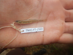 Etheostoma chlorosoma