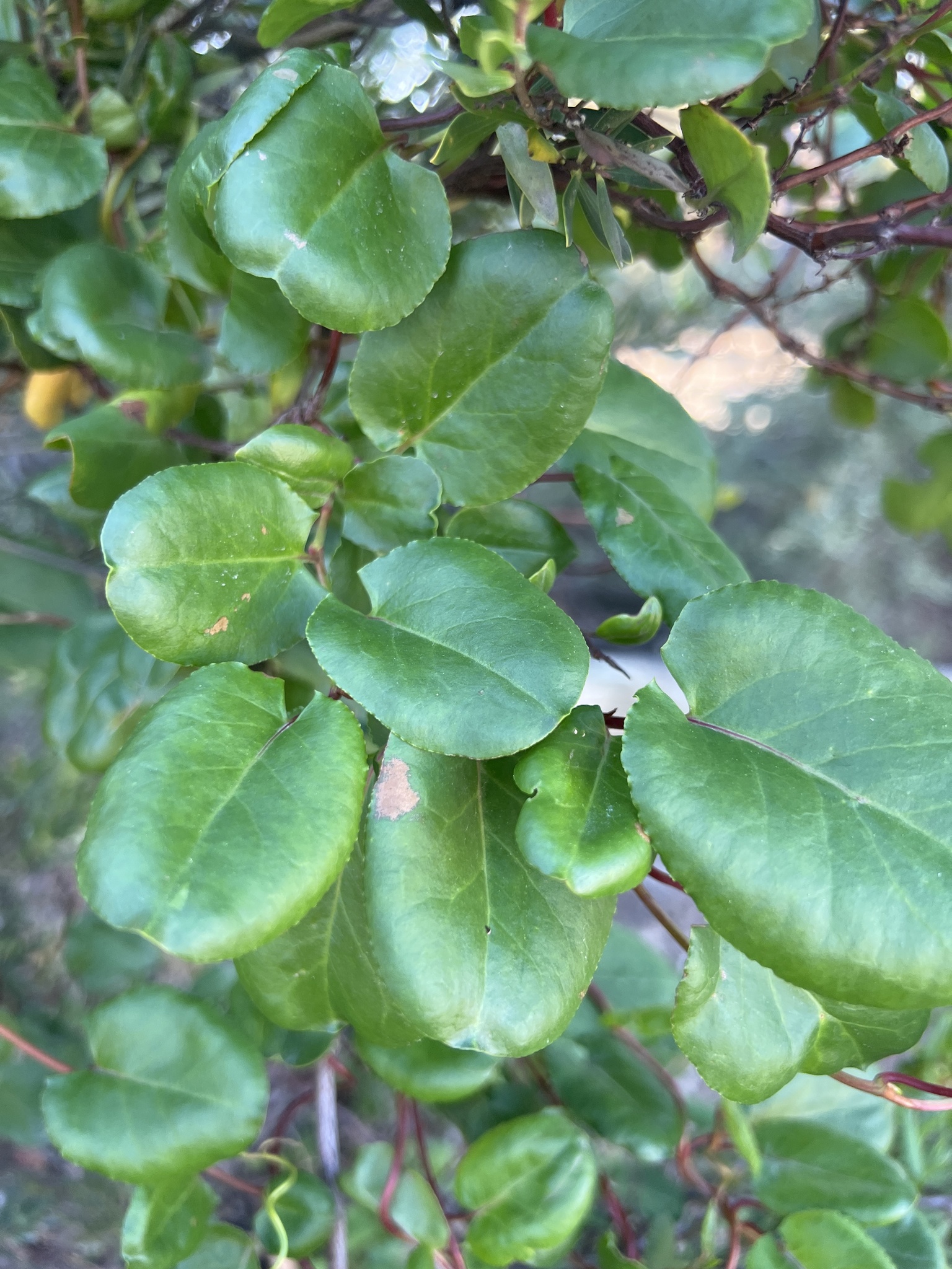 Climbing Lignum (Muehlenbeckia adpressa)