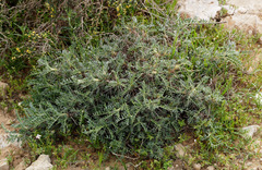 Astragalus bethlehemiticus