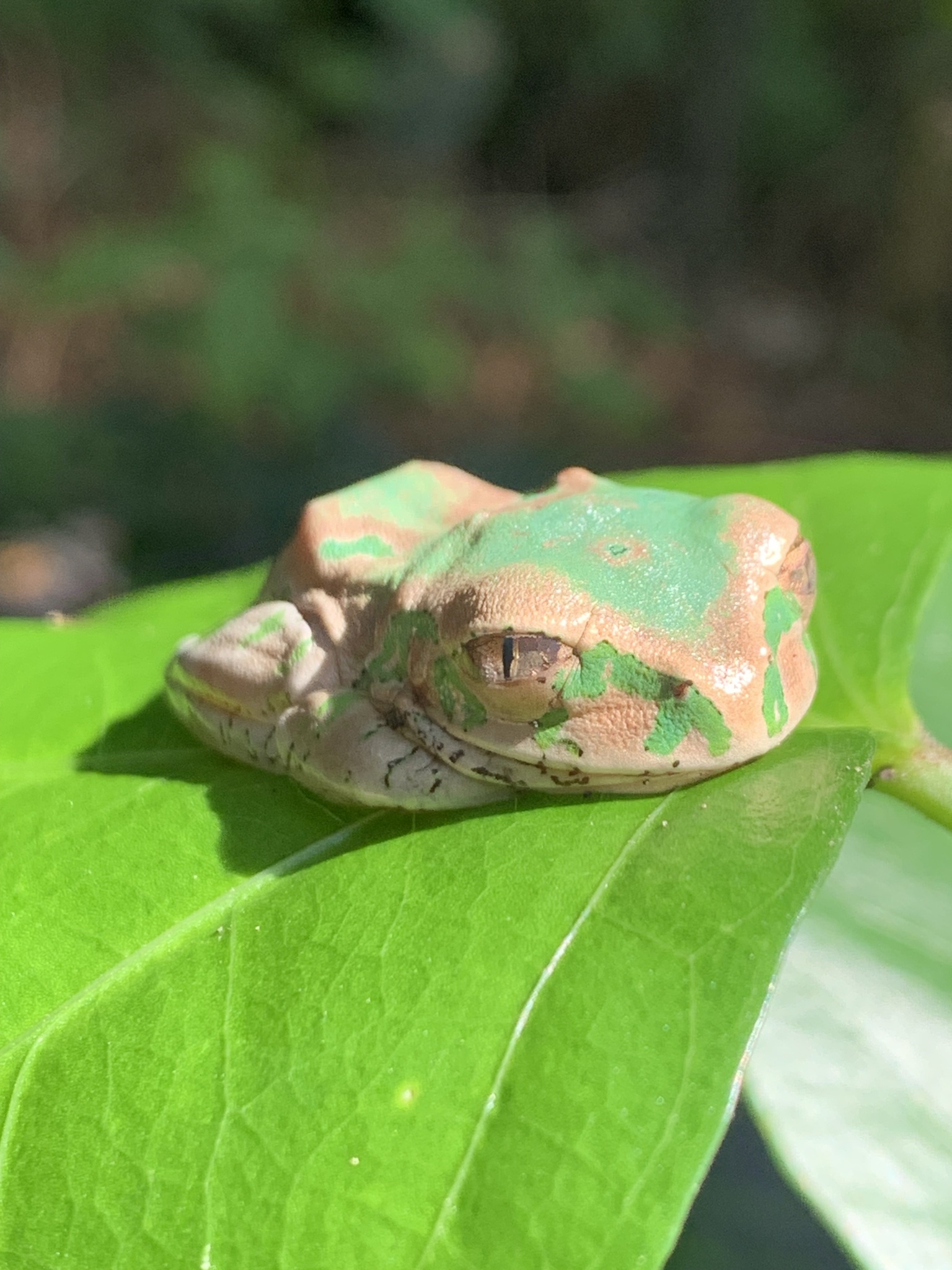 Leptopelis natalensis (Smith, 1849)