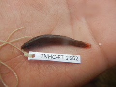 Etheostoma artesiae