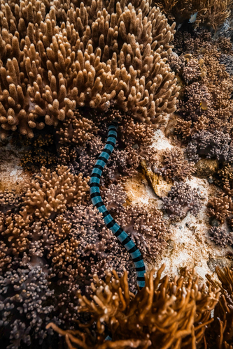 Laticauda colubrina
